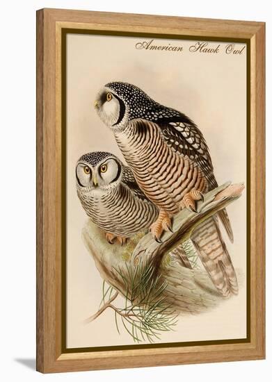 American Hawk Owl-John Gould-Framed Stretched Canvas