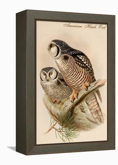 American Hawk Owl-John Gould-Framed Stretched Canvas