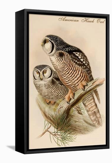 American Hawk Owl-John Gould-Framed Stretched Canvas