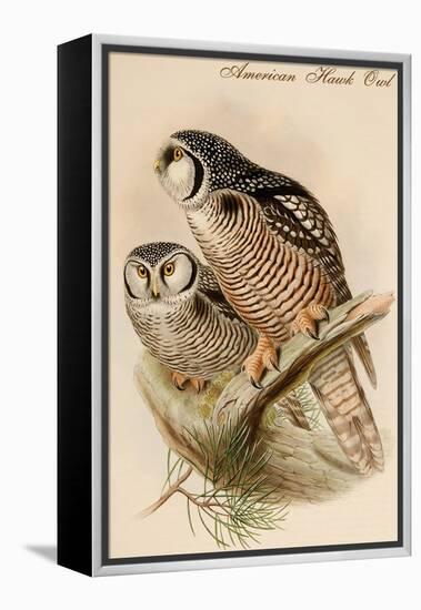 American Hawk Owl-John Gould-Framed Stretched Canvas