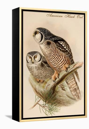 American Hawk Owl-John Gould-Framed Stretched Canvas