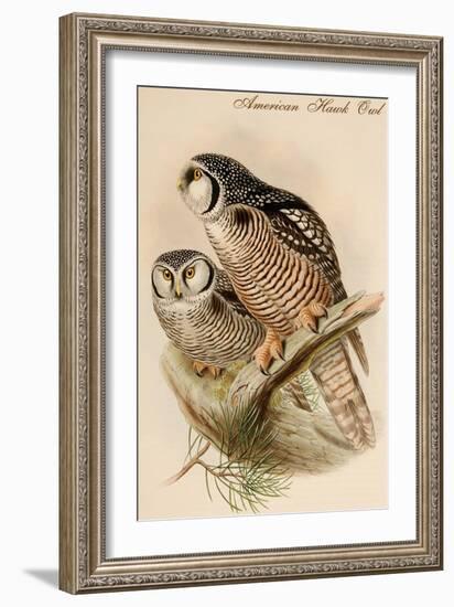 American Hawk Owl-John Gould-Framed Art Print