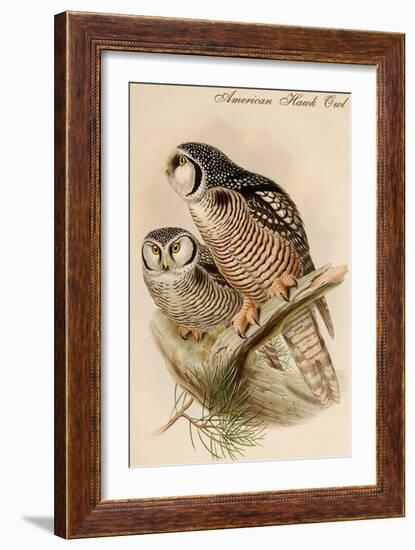 American Hawk Owl-John Gould-Framed Art Print