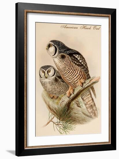 American Hawk Owl-John Gould-Framed Art Print