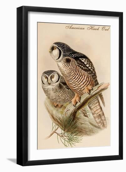 American Hawk Owl-John Gould-Framed Art Print