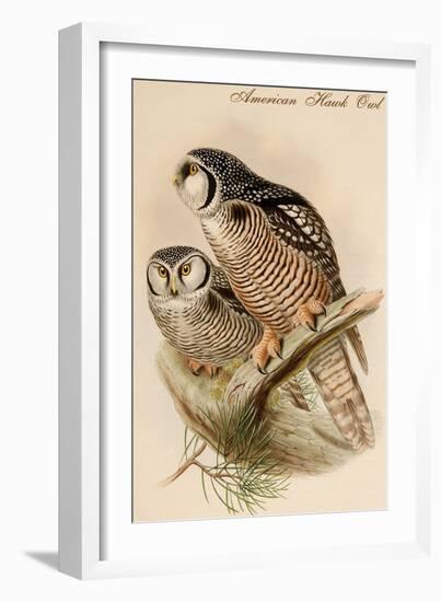 American Hawk Owl-John Gould-Framed Art Print