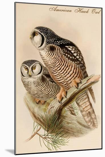 American Hawk Owl-John Gould-Mounted Art Print