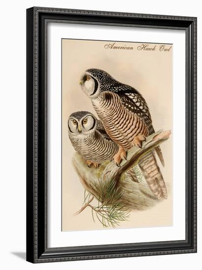 American Hawk Owl-John Gould-Framed Art Print