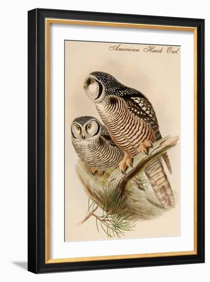 American Hawk Owl-John Gould-Framed Art Print