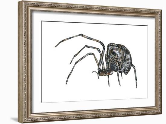 American House Spider (Parasteatoda Tepidariorum), Arachnids-Encyclopaedia Britannica-Framed Art Print