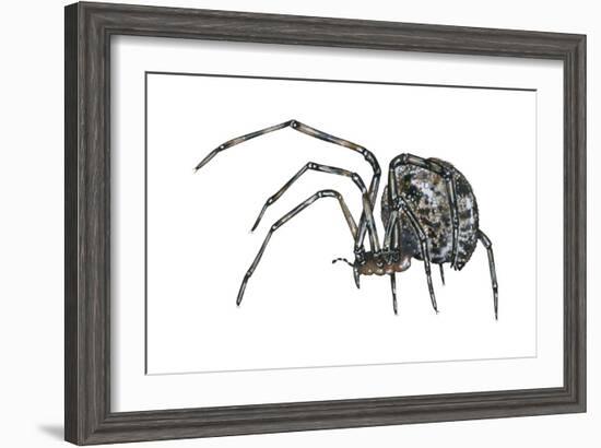 American House Spider (Parasteatoda Tepidariorum), Arachnids-Encyclopaedia Britannica-Framed Art Print