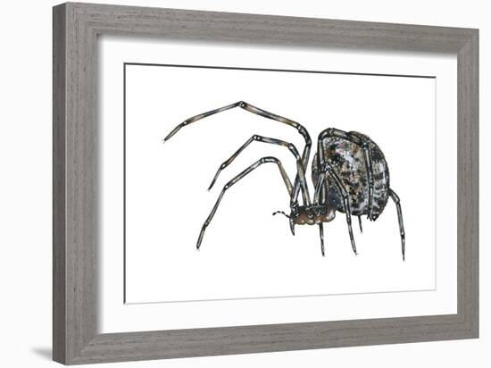 American House Spider (Parasteatoda Tepidariorum), Arachnids-Encyclopaedia Britannica-Framed Art Print