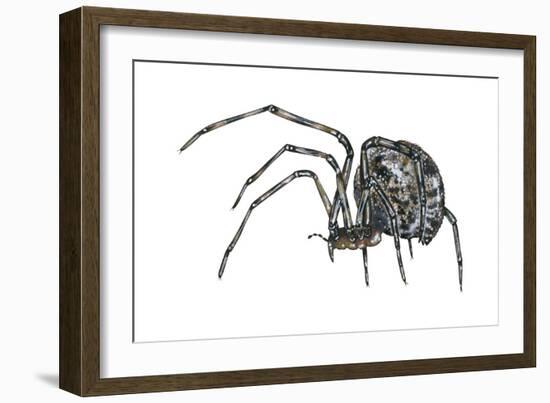 American House Spider (Parasteatoda Tepidariorum), Arachnids-Encyclopaedia Britannica-Framed Art Print