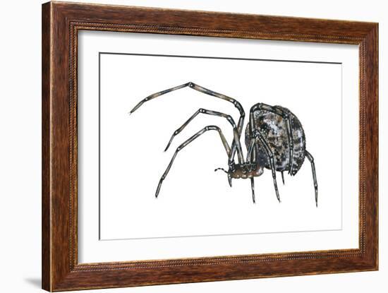 American House Spider (Parasteatoda Tepidariorum), Arachnids-Encyclopaedia Britannica-Framed Art Print