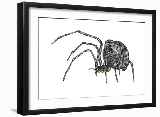 American House Spider (Parasteatoda Tepidariorum), Arachnids-Encyclopaedia Britannica-Framed Art Print