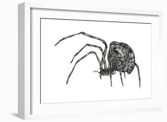American House Spider (Parasteatoda Tepidariorum), Arachnids-Encyclopaedia Britannica-Framed Art Print