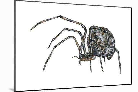 American House Spider (Parasteatoda Tepidariorum), Arachnids-Encyclopaedia Britannica-Mounted Art Print