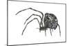 American House Spider (Parasteatoda Tepidariorum), Arachnids-Encyclopaedia Britannica-Mounted Art Print