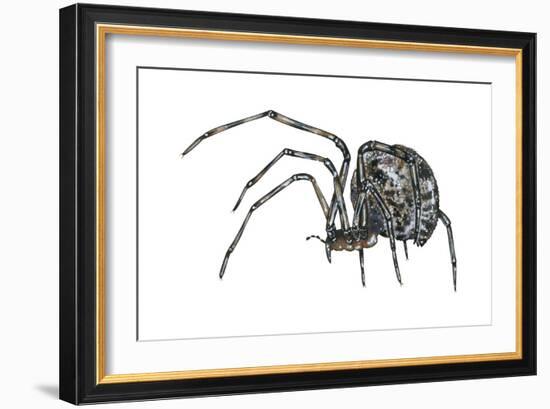 American House Spider (Parasteatoda Tepidariorum), Arachnids-Encyclopaedia Britannica-Framed Art Print