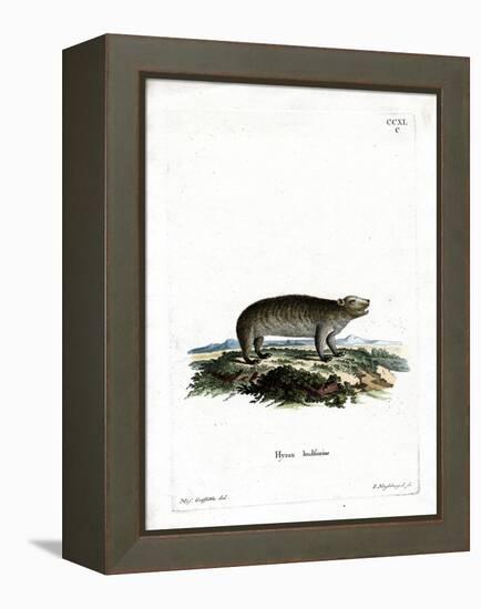 American Hyrax-null-Framed Premier Image Canvas