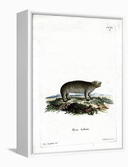 American Hyrax-null-Framed Premier Image Canvas