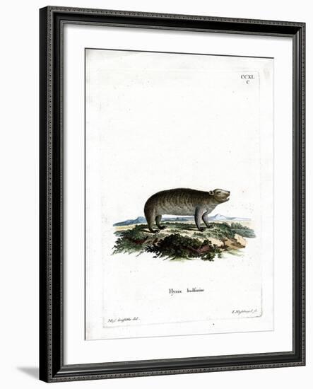 American Hyrax-null-Framed Giclee Print