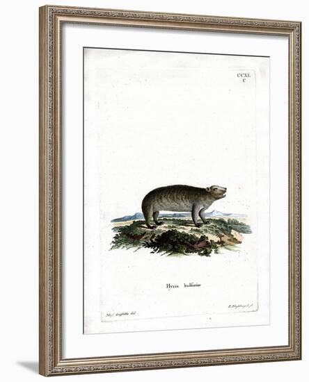 American Hyrax-null-Framed Giclee Print