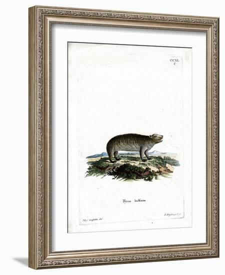 American Hyrax-null-Framed Giclee Print