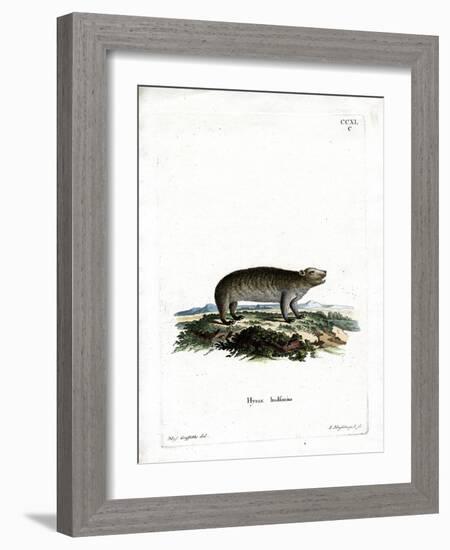 American Hyrax-null-Framed Giclee Print