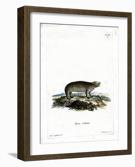 American Hyrax-null-Framed Giclee Print