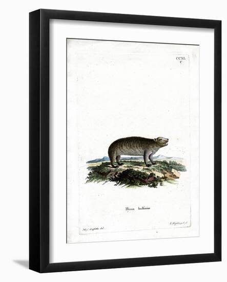 American Hyrax-null-Framed Giclee Print