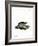 American Hyrax-null-Framed Giclee Print