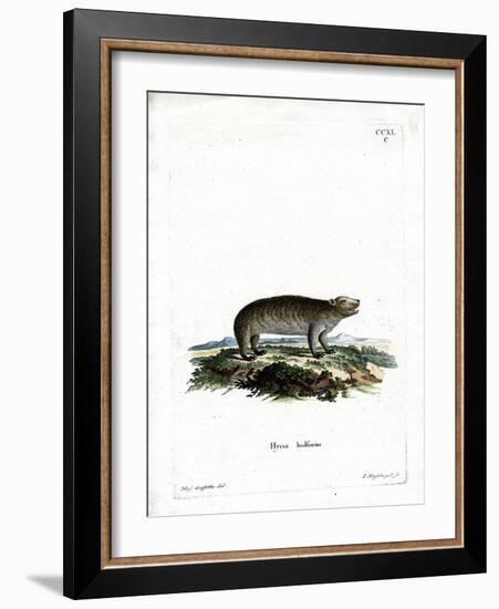 American Hyrax-null-Framed Giclee Print