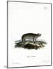 American Hyrax-null-Mounted Giclee Print