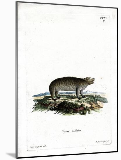 American Hyrax-null-Mounted Giclee Print