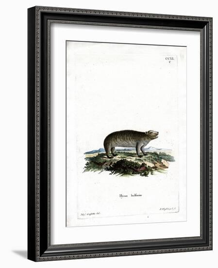 American Hyrax-null-Framed Giclee Print