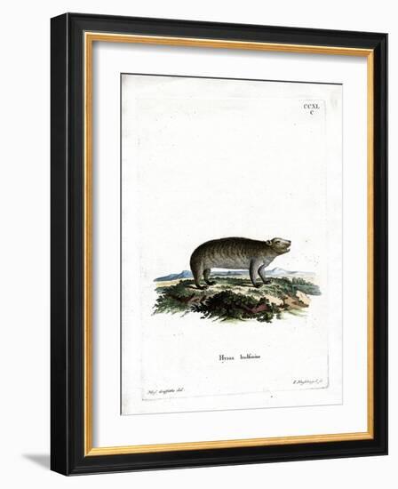 American Hyrax-null-Framed Giclee Print