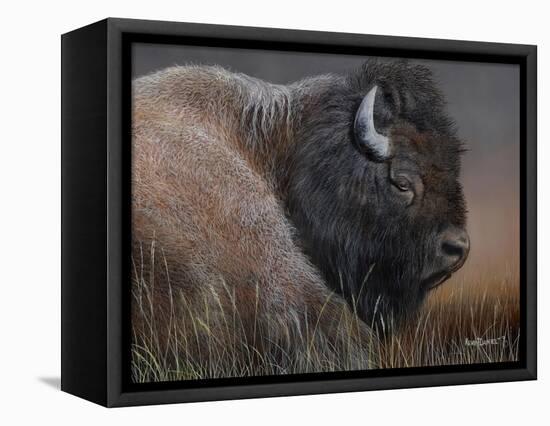 American Icon- Bison-Kevin Daniel-Framed Stretched Canvas