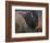 American Icon- Bison-Kevin Daniel-Framed Art Print