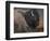 American Icon- Bison-Kevin Daniel-Framed Premium Giclee Print