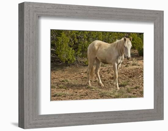 American Indian pony, Canyon de Chelly, Chinle, Arizona, USA-Michel Hersen-Framed Photographic Print