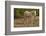 American Indian pony, Canyon de Chelly, Chinle, Arizona, USA-Michel Hersen-Framed Photographic Print