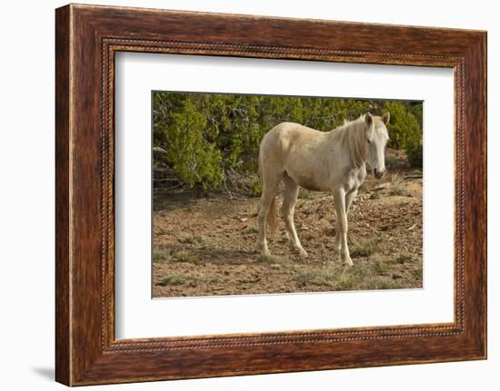 American Indian pony, Canyon de Chelly, Chinle, Arizona, USA-Michel Hersen-Framed Photographic Print