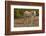 American Indian pony, Canyon de Chelly, Chinle, Arizona, USA-Michel Hersen-Framed Photographic Print