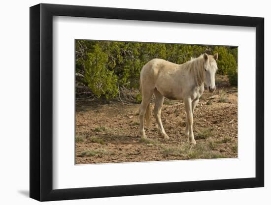 American Indian pony, Canyon de Chelly, Chinle, Arizona, USA-Michel Hersen-Framed Photographic Print