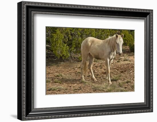 American Indian pony, Canyon de Chelly, Chinle, Arizona, USA-Michel Hersen-Framed Photographic Print