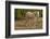 American Indian pony, Canyon de Chelly, Chinle, Arizona, USA-Michel Hersen-Framed Photographic Print