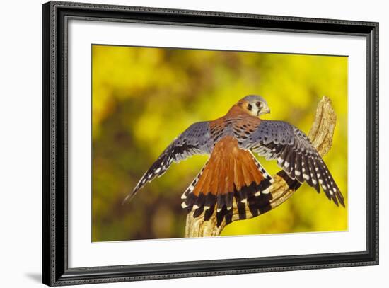 American Kestrel Displaying, Wings Oustretched-null-Framed Photographic Print