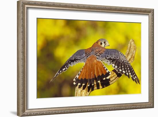 American Kestrel Displaying, Wings Oustretched-null-Framed Photographic Print