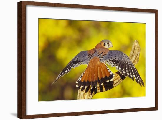 American Kestrel Displaying, Wings Oustretched-null-Framed Photographic Print